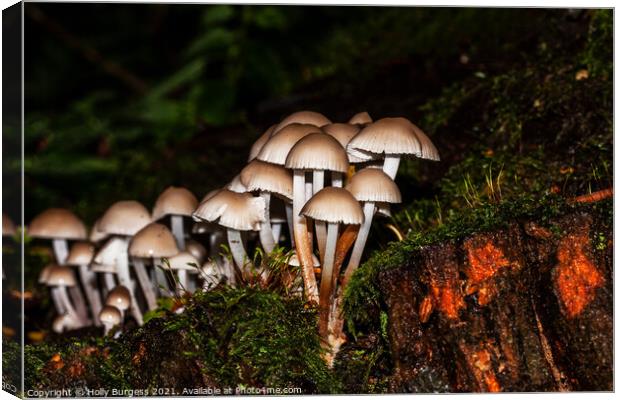Fungus growing in the forest  Canvas Print by Holly Burgess