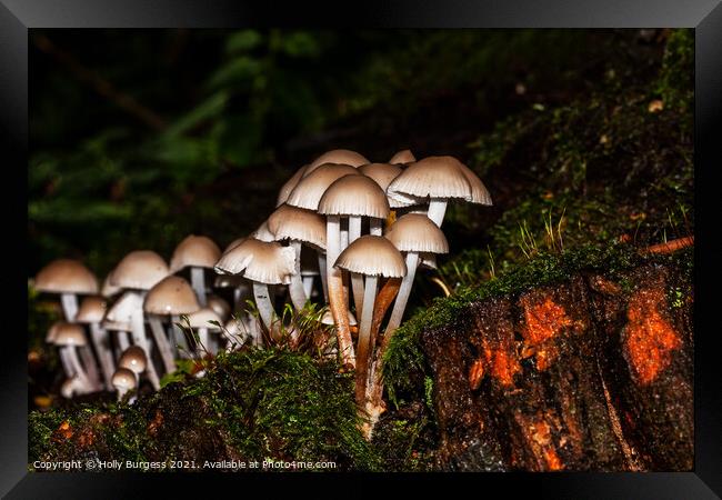 Fungus growing in the forest  Framed Print by Holly Burgess