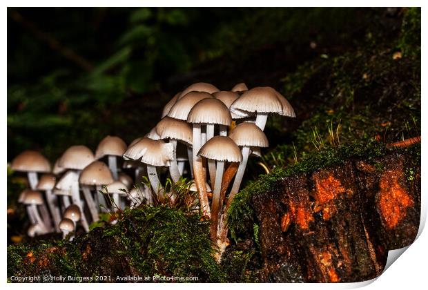 Fungus growing in the forest  Print by Holly Burgess