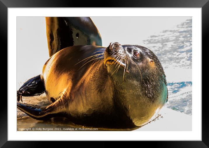 Solitary Seal Basks on Coastal Rock Framed Mounted Print by Holly Burgess