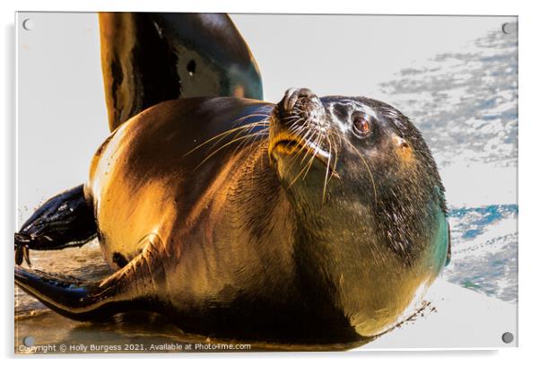 Solitary Seal Basks on Coastal Rock Acrylic by Holly Burgess