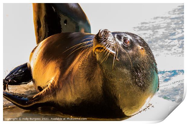 Solitary Seal Basks on Coastal Rock Print by Holly Burgess