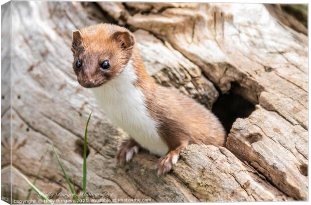 stout or weasel  Canvas Print by Holly Burgess
