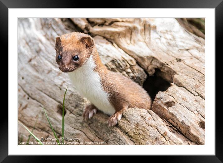 stout or weasel  Framed Mounted Print by Holly Burgess
