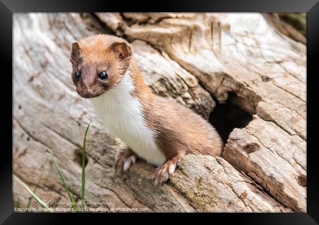 stout or weasel  Framed Print by Holly Burgess