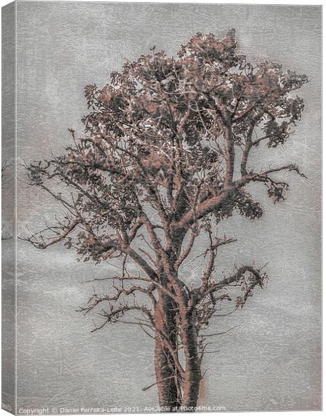 Big Tree Photo Illustration Canvas Print by Daniel Ferreira-Leite