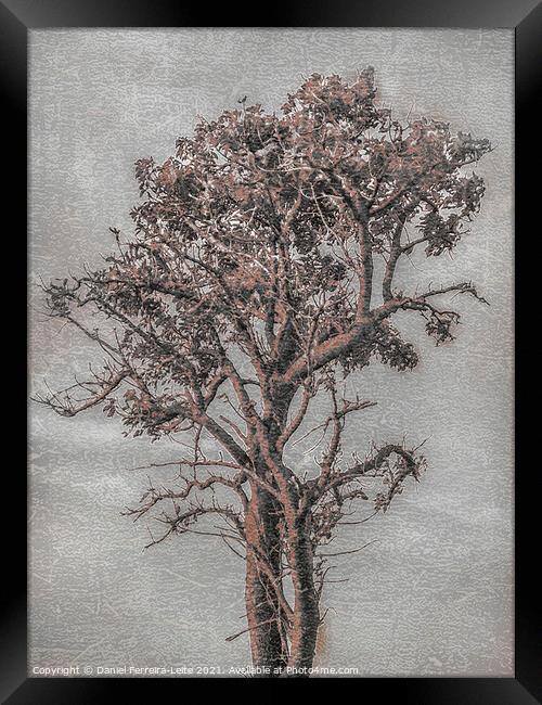 Big Tree Photo Illustration Framed Print by Daniel Ferreira-Leite