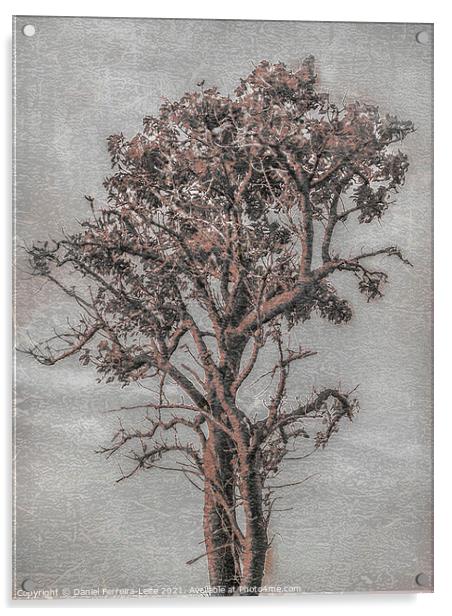 Big Tree Photo Illustration Acrylic by Daniel Ferreira-Leite