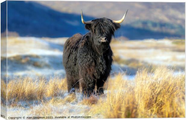 Highland Cow Canvas Print by Alan Simpson