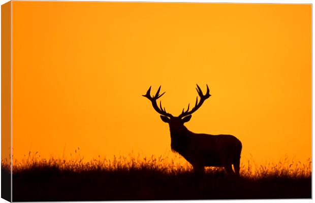 Solitary Red Deer Stag at Sunset Canvas Print by Arterra 