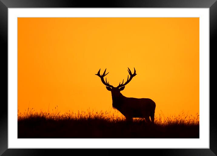Solitary Red Deer Stag at Sunset Framed Mounted Print by Arterra 