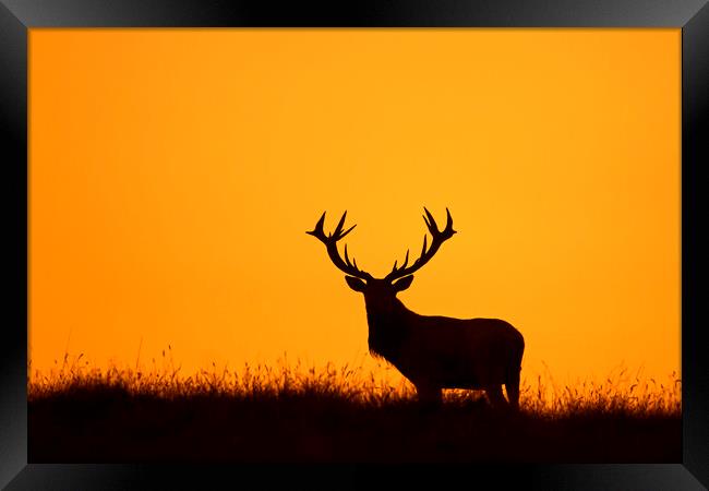 Solitary Red Deer Stag at Sunset Framed Print by Arterra 