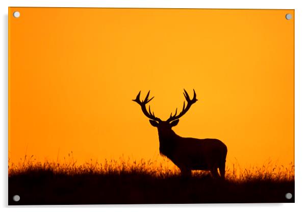 Solitary Red Deer Stag at Sunset Acrylic by Arterra 
