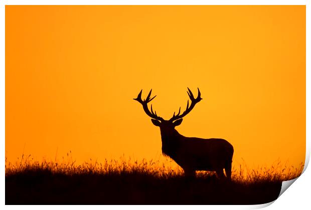 Solitary Red Deer Stag at Sunset Print by Arterra 