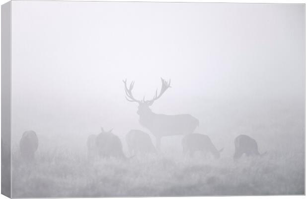 Red Deer Stag with Harem in the Mist Canvas Print by Arterra 