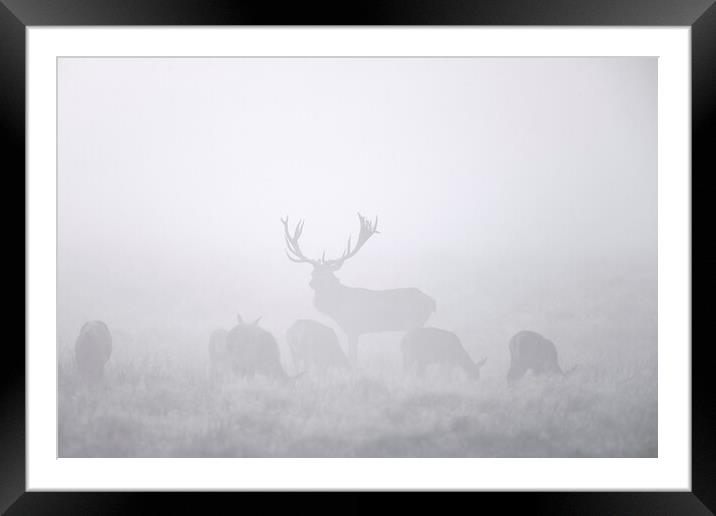 Red Deer Stag with Harem in the Mist Framed Mounted Print by Arterra 