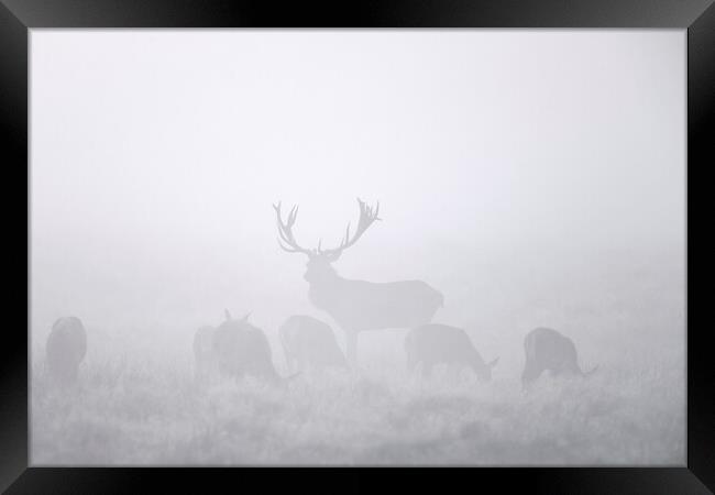 Red Deer Stag with Harem in the Mist Framed Print by Arterra 