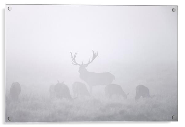 Red Deer Stag with Harem in the Mist Acrylic by Arterra 