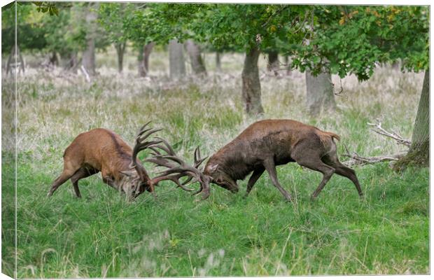 Fighting Stags Canvas Print by Arterra 
