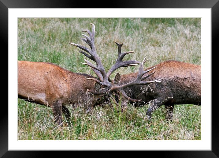 Red Deer Stags Fighting Framed Mounted Print by Arterra 
