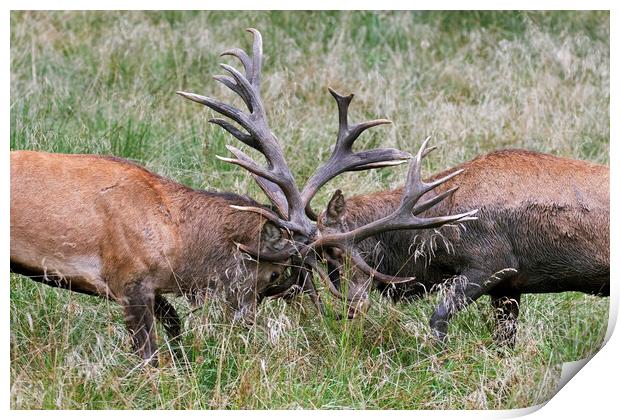 Red Deer Stags Fighting Print by Arterra 