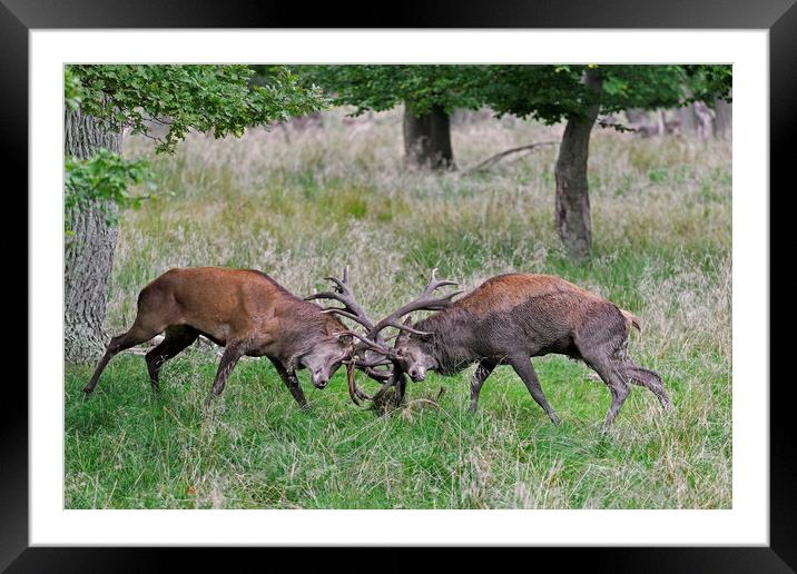 Fighting Red Deer Stags Framed Mounted Print by Arterra 