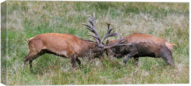 Red Deer Fight Canvas Print by Arterra 