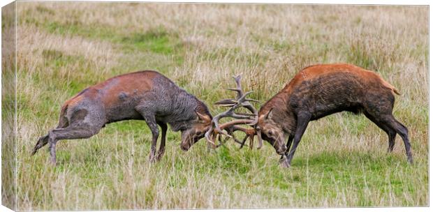 Fight of Rutting Red Deer Stags Canvas Print by Arterra 
