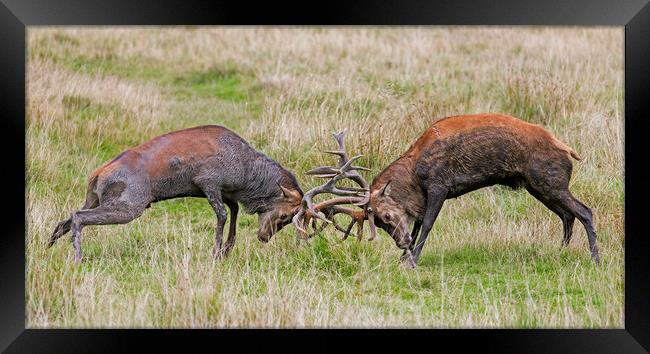 Fight of Rutting Red Deer Stags Framed Print by Arterra 
