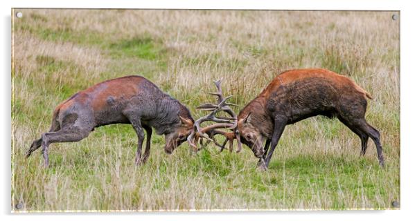 Fight of Rutting Red Deer Stags Acrylic by Arterra 