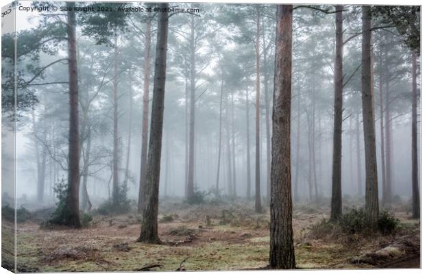 Misty Forest Canvas Print by Sue Knight