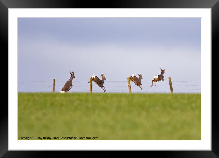 Four roe deer jumping over a stock fence in field - Scotland, UK Framed Mounted Print by Kay Roxby