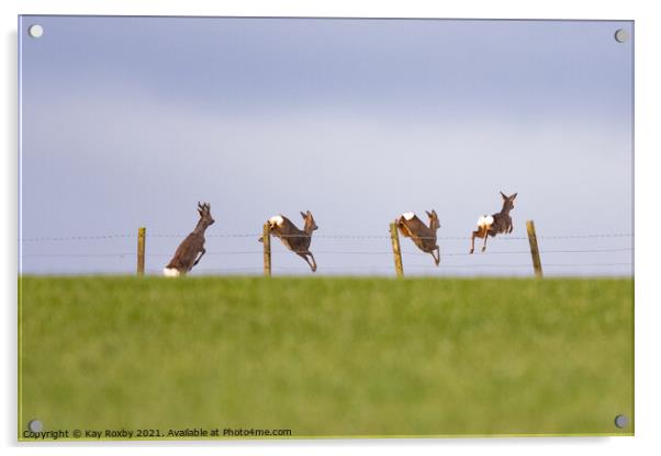 Four roe deer jumping over a stock fence in field - Scotland, UK Acrylic by Kay Roxby