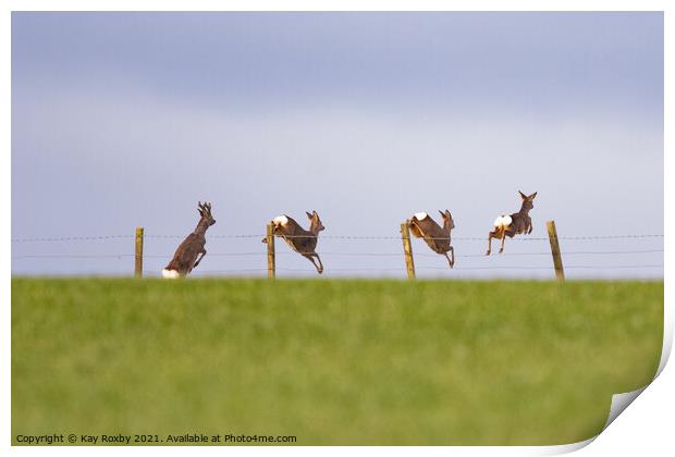 Four roe deer jumping over a stock fence in field - Scotland, UK Print by Kay Roxby