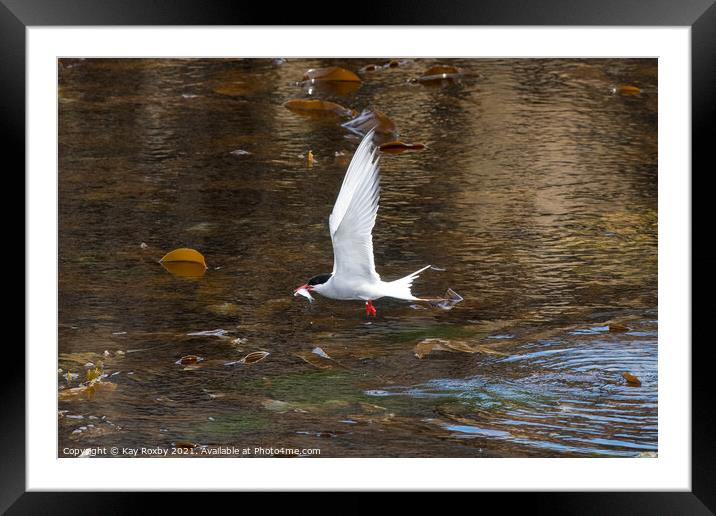 Arctic Tern flying with fish in beak - Isle of May, Fife, Scotland, UK Framed Mounted Print by Kay Roxby