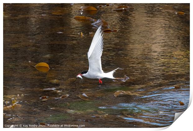 Arctic Tern flying with fish in beak - Isle of May, Fife, Scotland, UK Print by Kay Roxby
