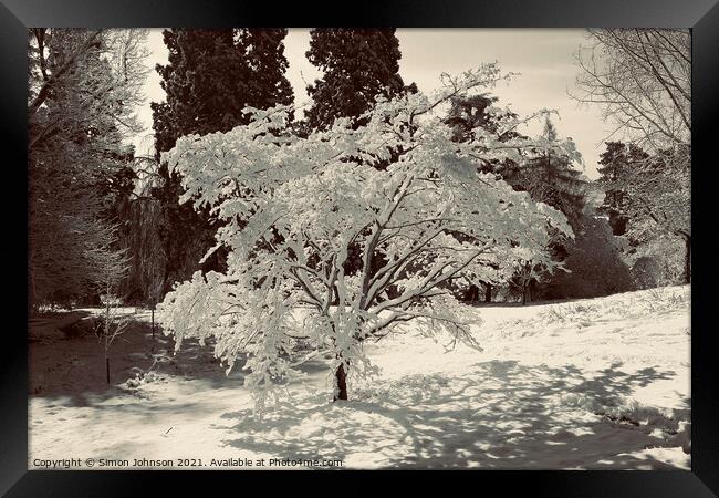 Plant tree Framed Print by Simon Johnson