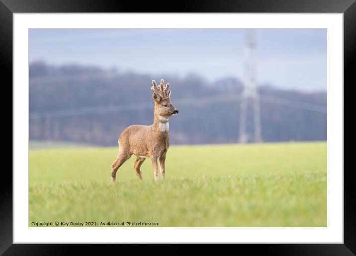 Roe Deer with velvet covered antlers - Scotland, UK Framed Mounted Print by Kay Roxby