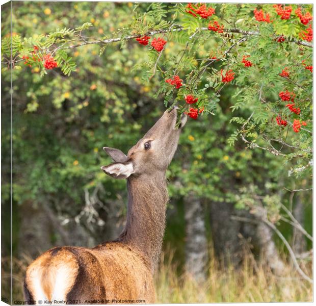 wild roe deer eating rowan berries in autumn, Scotland Canvas Print by Kay Roxby