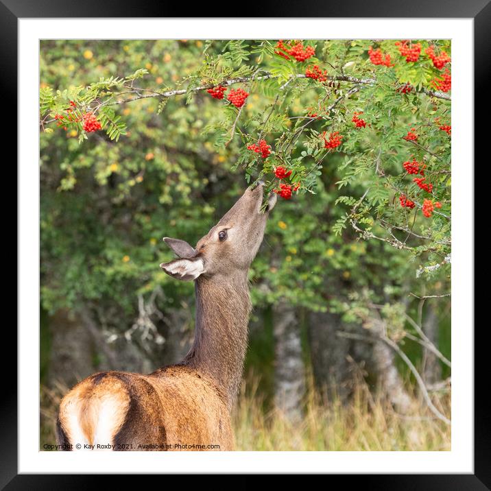 wild roe deer eating rowan berries in autumn, Scotland Framed Mounted Print by Kay Roxby