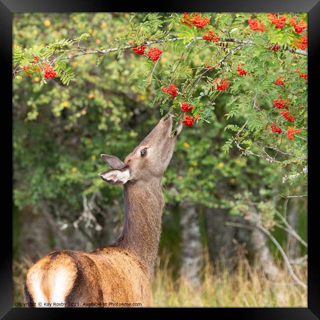 wild roe deer eating rowan berries in autumn, Scotland Framed Print by Kay Roxby