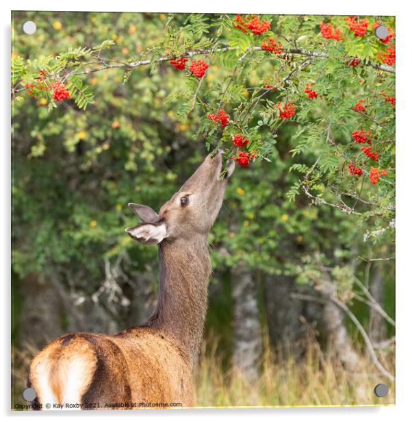 wild roe deer eating rowan berries in autumn, Scotland Acrylic by Kay Roxby