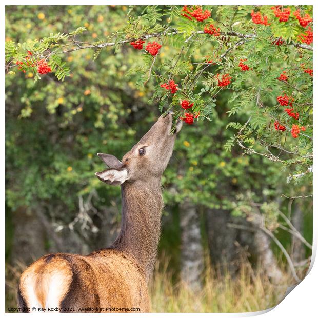wild roe deer eating rowan berries in autumn, Scotland Print by Kay Roxby