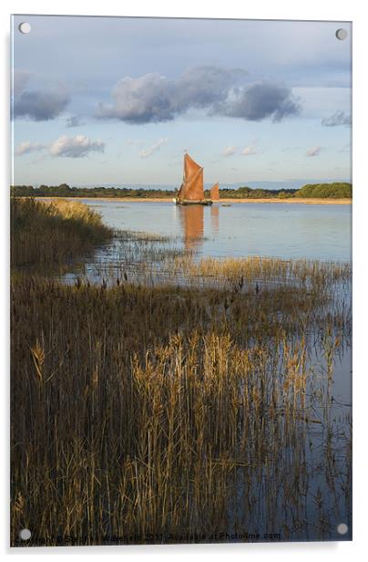 Snape Maltings Wherry in evening light Acrylic by Stephen Wakefield