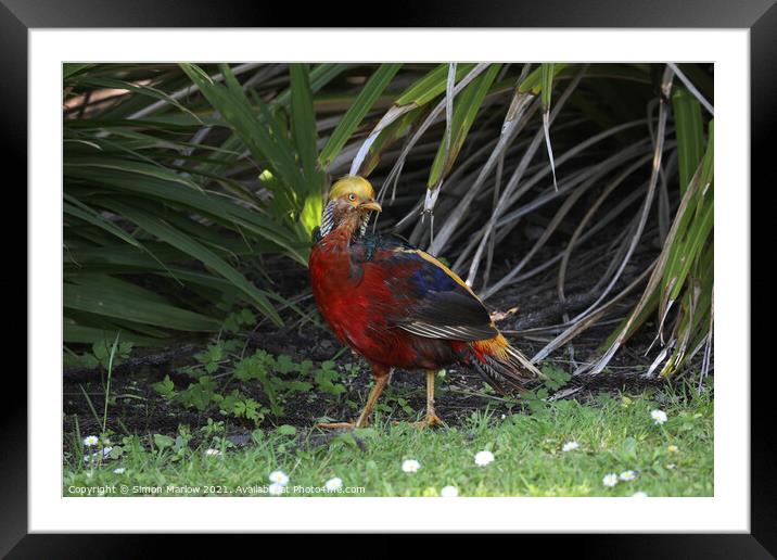 Majestic Golden Pheasant in Vibrant Paradise Framed Mounted Print by Simon Marlow