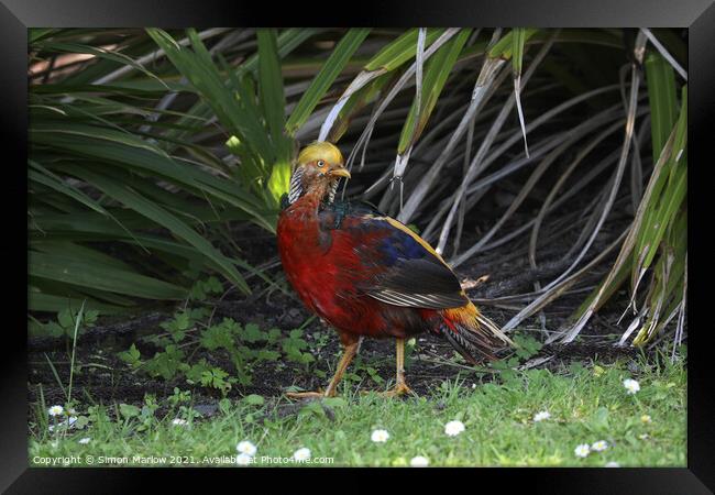 Majestic Golden Pheasant in Vibrant Paradise Framed Print by Simon Marlow