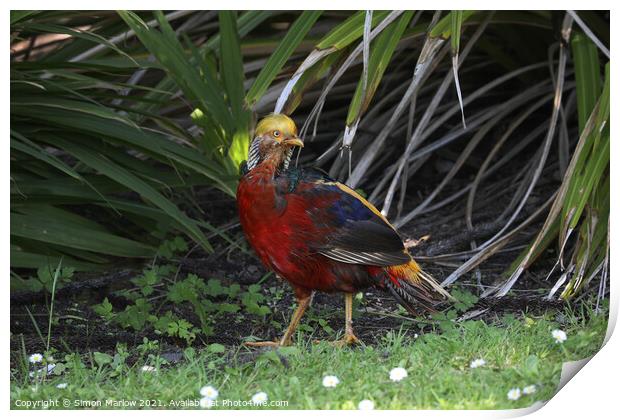 Majestic Golden Pheasant in Vibrant Paradise Print by Simon Marlow
