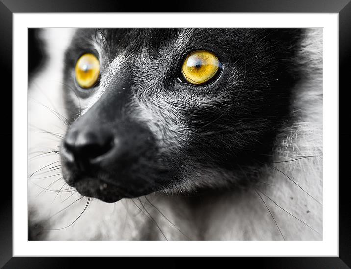 Ruffed Lemur Framed Mounted Print by Jason Connolly