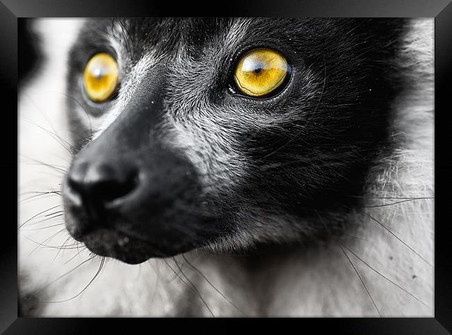 Ruffed Lemur Framed Print by Jason Connolly