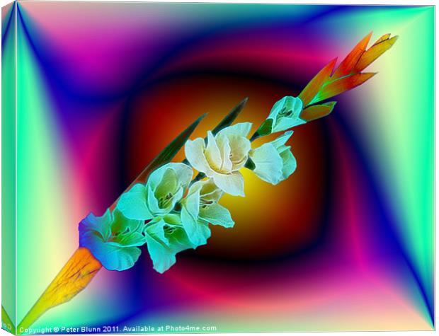 7 Flowered Gladiola on Abstract B/G Canvas Print by Peter Blunn
